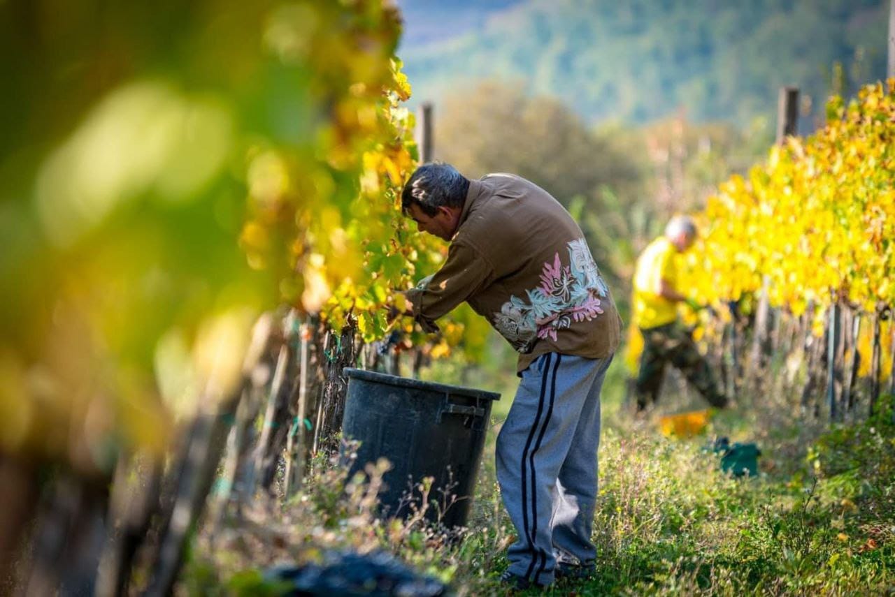 Cantina Michael Formiconi